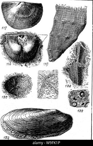 Archivio immagine dalla pagina 48 della chiave del Devoniano Superiore