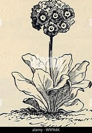 Archivio immagine dalla pagina 49 della Currie Bros' orticoltura guide . Currie Bros.' orticoltura : guida di molla 1888 curriebroshortic1888curr Anno: 1888 ( ASPERULA-Wood-Ruff. Un bel po' di impianto, con bella luce-flusso blu- ers ; dolce, profumato, Azurea Se.osa-Blu 1 piede 5 AUBRETIA. Ma nane ornamentali piante rampicanti, adatto per rock-lavoro o bordatura. Ardito perenne. Deltoidea-rosa lo j BELLIS-Double Daisy. ho uno dei più affascinanti di fiori di primavera. In fiore da aprile a giugno. Semi-hardy perennials. ho Perennis fl, pi-Doppia bianca lo ! Perennis fl, pi-doppio rosso 10 ho Longfellow-FL Foto Stock