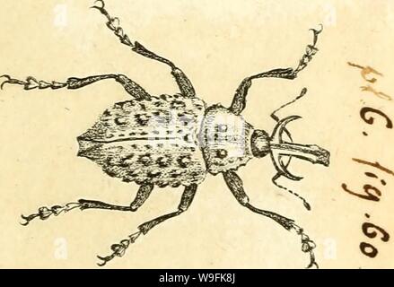 Immagine di archivio da pagina 50 del [Curculionidae] (1800) Foto Stock