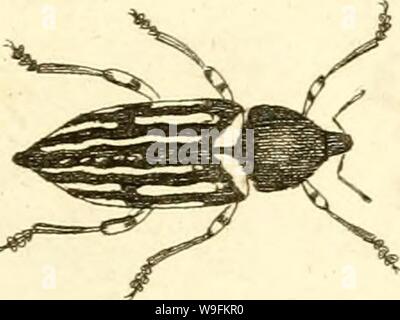 Immagine di archivio da pagina 52 del [Curculionidae] (1800) Foto Stock