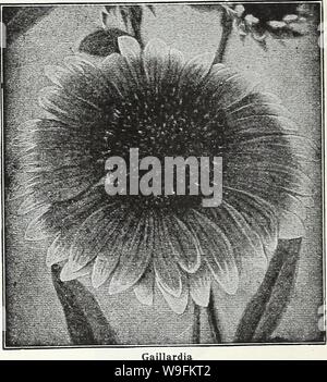 Archivio immagine dalla pagina 51 della Currie's garden annuale di 62nd. Currie del giardino : annuale sessantaduesima anno primavera 1937 curriesgardenann19curr 3 Anno: 1937 ( pagina 48 CURRIE FRATELLI CO MILWAUKEE, WIS GAILLARDIA DAZZLER-i fiori sono molto grandi, scuri, ricca di colore rosso con un arancio brillante punta sull'estremità di ciascun petalo, mak- ing è un molto attraente di fiore per i fioristi e per la decorazione della tavola. Pkt di semi. 20c PORTOLA IBRIDI-Questo superbo nuovo ceppo di perenne Gaillardias produce fiori di immense dimensioni, i colori compreso attraverso sfumature di rosso bronzea, con punta dorata petali; splendida per il taglio. Le sementi Foto Stock