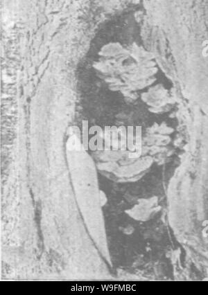 Archivio immagine dalla pagina 53 della cura degli alberi in Foto Stock