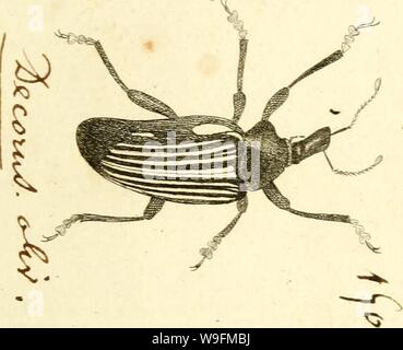 Immagine di archivio da pagina 54 del [Curculionidae] (1800) Foto Stock