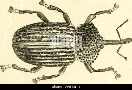 Immagine di archivio da pagina 54 del [Curculionidae] (1800) Foto Stock