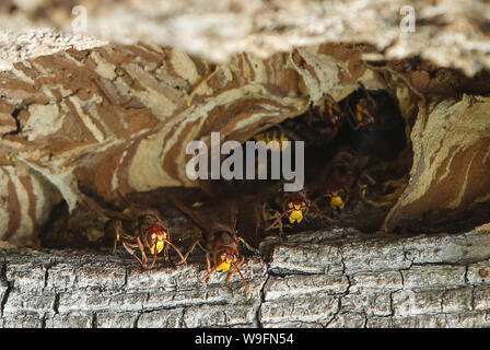 Kiev, Ucraina. 13 Ago, 2019. I calabroni sono visti nei pressi dell'ingresso per il loro nido nel vecchio albero a Kiev, Ucraina, Agosto 13, 2019 Credit: Sergii Kharchenko/ZUMA filo/Alamy Live News Foto Stock