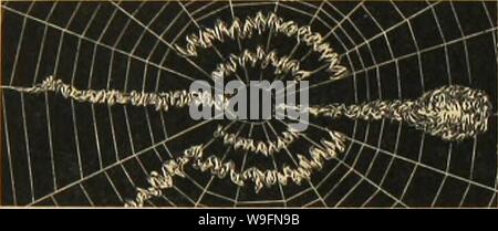 Archivio immagine dalla pagina 57 della American ragni e loro la filatura