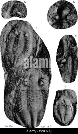 Immagine di archivio da pagina 57 di un dizionario dei fossili