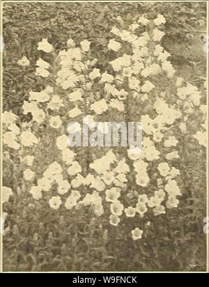 Archivio immagine dalla pagina 57 della Currie's farm e giardino annuale. Currie's farm e giardino : annuale Primavera 1919 44th anno curriesfarmgarde19curr 2 Anno: 1919 ( Calceolaria-uno stabilimento. CanterbtUT Bella. CANTERBURY BELLS CAMPAVCLA MEDrCM. Bello, di maestosi crescita, colori ricchi e rigoglioso fiorire. Riesce meglio in luce, ricco suolo, e dovrebbe essere trapiantato due piedi distanziati. Le loro grandi fiori a forma di campanella sono liberamente prodotta per tutta l'estate, e sono sorprendentemente efficaci. H. B. Pkt. Singola. Blu, bianco, rosa e 3Ilxed. Ogni 5 doppio misto 5 'Coppa AVD PIATTINO CANTERBURY BELL'. Una bella vari Foto Stock