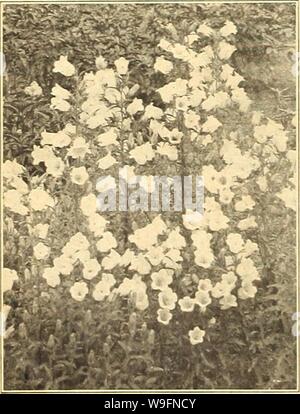 Archivio immagine dalla pagina 57 della Currie's farm e giardino annuale. Currie's farm e giardino : annuale Primavera 1918 xliii anno curriesfarmgarde19curr 1 Anno: 1918 ( Canterbury campane. Calceolaria-uno stabilimento. CANTERBURY campane. CAMPANULA di medie. Bello, di maestosi crescita, colori ricchi e rigoglioso fiorire. Riesce meglio in luce, ricco suolo, e dovrebbe essere trapiantato due piedi distanziati. Le loro grandi fiori a forma di campanella sono liberamente prodotta per tutta l'estate, e sono sorprendentemente efficaci. H. B. Pkt. Singola, blu, bianco, rosa e miscelati. Ogni 5 doppio misto 5 'tazza e piattino CANTERBURY BELL'. Una bella varietà Foto Stock