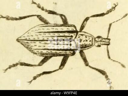 Immagine di archivio da pagina 60 del [Curculionidae] (1800) Foto Stock