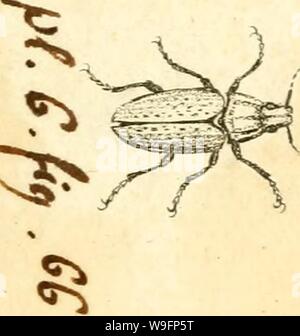 Immagine di archivio da pagina 60 del [Curculionidae] (1800) Foto Stock