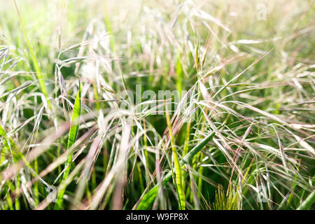 Una vista ravvicinata di erbe e vegetazione a Point Reyes National Seashore in California, Stati Uniti d'America. Foto Stock