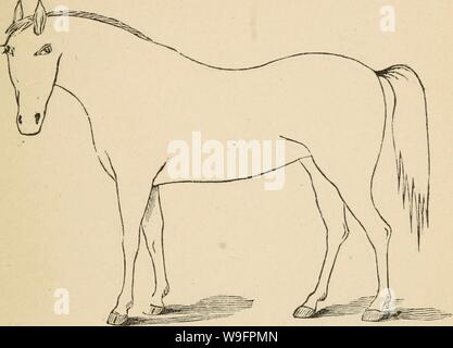 Immagine di archivio da pagina 62 del Cunningham il dispositivo per stockmen e. Cunningham il dispositivo per stockmen e gli agricoltori cunninghamsdevic00cunn Anno: 1882 ( descrizione del marchio difetti Foto Stock