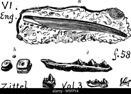 Immagine di archivio da pagina 63 di un dizionario dei fossili Foto Stock