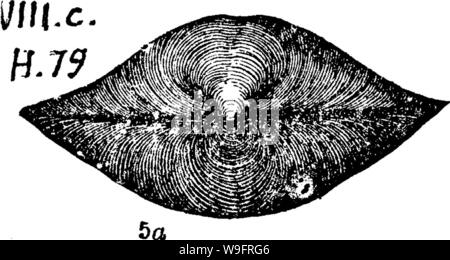 Immagine di archivio da pagina 65 di un dizionario dei fossili Foto Stock