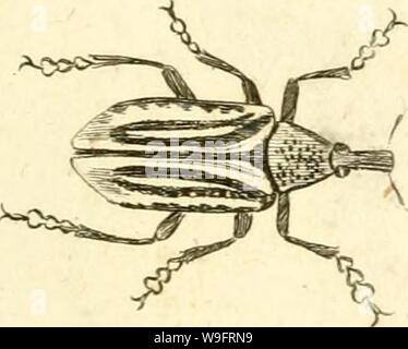 Immagine di archivio da pagina 66 [Curculionidae] (1800) Foto Stock