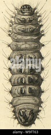 Immagine di archivio da pagina 67 del Métamorphoses moeurs et istinti des. MeÌtamorphoses mÅurs istinti et des insectes (insectes, myriapodes, arachnides, crustaceÌs) CUbiodiversity1118075 Anno: 1868 ( 'W 62 LliS MÃTAMUUPUUSES DES INSECTES. avec avantage pour ce premier examen. Le changement qui s'effectue chez l'animale passant de l'Ãtat de chenille Ã l'Ãtat de papillon est, Ã certuni Ãgards, moins considÃrable que pour beaucoup d'autres Insectes. Le grand Paon de nuit, Ã cause de ses grandes dimensioni, est particuliÃ¨rement favorevole. Foto Stock