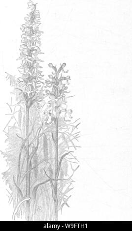 Immagine di archivio da pagina 69 delle orchidee del New England; Foto Stock