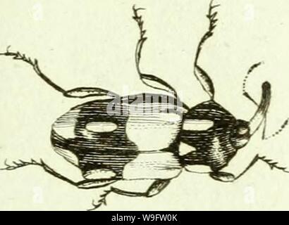 Immagine di archivio da pagina 72 del [Curculionidae] (1800) Foto Stock