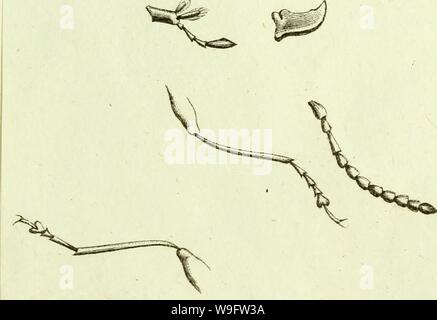 Immagine di archivio da pagina 72 del [Curculionidae] (1800) Foto Stock