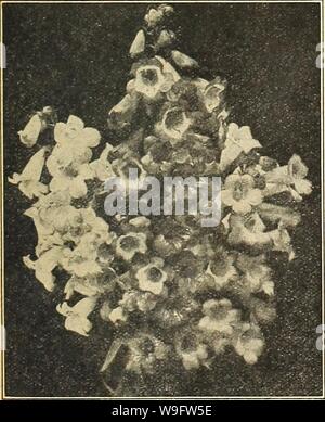 Archivio immagine dalla pagina 72 della Currie's farm e giardino annuale. Currie's farm e giardino : annuale Primavera 1921 46th anno curriesfarmgarde19curr 4 Anno: 1921 ( Large-Flowering Petunia. PENTSTEMON. Questi bello di piante erbacee sono meritatamente in crescita in favore per scopi di biancheria da letto. Seminata nel mese di febbraio in casa o hot-letto fioriranno in estate e autunno. H. P. Pkt. Scelta mescolati 10 PERILLA. Questa pianta ornamentale fa un bel contrasto con qualsiasi della luce o argento-lasciava in piante utilizzate per i gruppi di prato o i bordi del nastro. H. H. A. Laciniatus â- tagliare- lasciava varietà. Pkt. 5c. Nankinensis â 1 piedi. Foto Stock