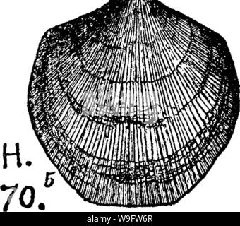 Immagine di archivio da pagina 73 di un dizionario dei fossili