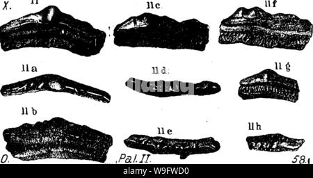 Immagine di archivio da pagina 74 di un dizionario dei fossili Foto Stock