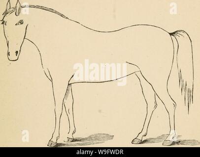 Immagine di archivio da pagina 74 del Cunningham il dispositivo per stockmen e. Cunningham il dispositivo per stockmen e gli agricoltori cunninghamsdevic00cunn Anno: 1882 ( descrizione del marchio difetti Foto Stock