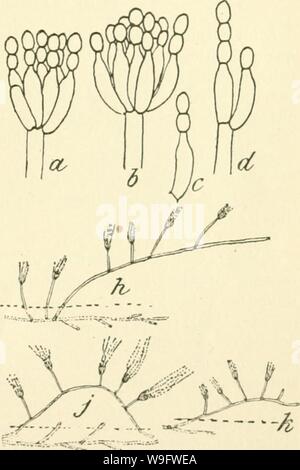 Immagine di archivio da pagina 74 di studi culturali della specie Foto Stock