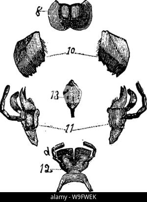 Immagine di archivio da pagina 74 del manuale per lo studio Foto Stock