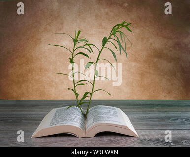 La crescita di una pianta dalle pagine di un libro su un tavolo di legno Foto Stock
