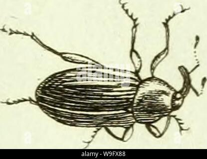 Immagine di archivio da pagina 78 del [Curculionidae] (1800) Foto Stock