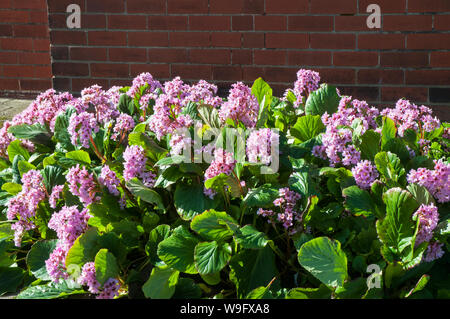 Un intrico di Bergenia crescono nel giardino sempreverde di frontiera perenne che è completamente hardy Foto Stock