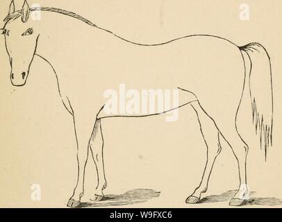 Immagine di archivio da pagina 78 del Cunningham il dispositivo per stockmen e. Cunningham il dispositivo per stockmen e gli agricoltori cunninghamsdevic00cunn Anno: 1882 ( descrizione del marchio difetti Foto Stock