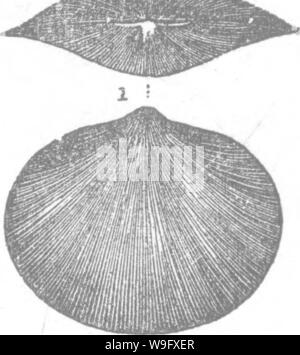 Immagine di archivio da pagina 79 di un dizionario dei fossili Foto Stock