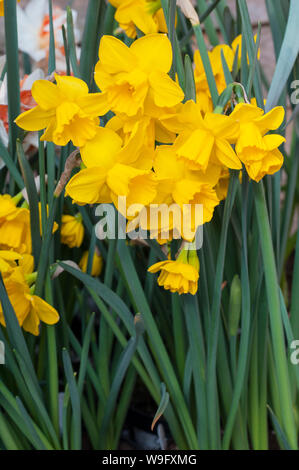 Gruppo di narcisi quaglie di bordo contro una parete nella primavera del Narciso quaglia è una divisione 7 Jonquilla daffodil Foto Stock