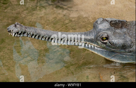 Gharial, Gavialis gangeticus, trovati sul Fiume Chambal, India settentrionale Foto Stock