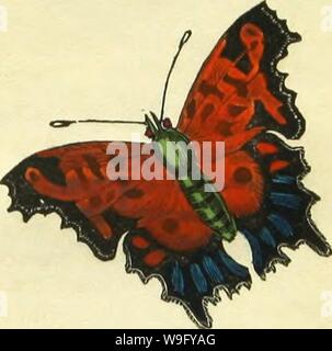 Immagine di archivio da pagina 82 del libro di farfalle, sphinges,
