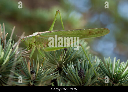 Maschio grande macchia verde-cricket, Tettigonia viridissima, in pino, Verdon Gorge, Francia Foto Stock