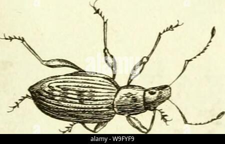 Immagine di archivio da pagina 84 del [Curculionidae] (1800) Foto Stock