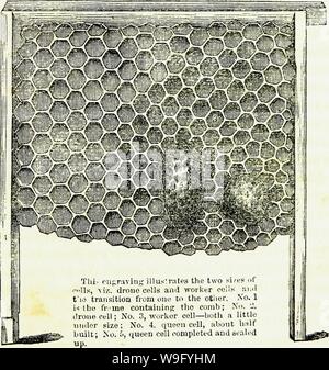 Immagine di archivio da pagina 84 delle api e apicoltura una pianura,. Api e apicoltura: un semplice lavoro pratico: derivanti da anni di esperienza e stretta osservazione in ampia apiari, entrambi in Pennsylvania e California. Con indicazioni su come rendere apicoltura un auspicabile e redditizio e per la spedizione di colonie di api per la California CUbiodiversity1178897 Anno: 1860 ( CERA. 79 cera d'api costituisce un notevole articolo di com- merce in varie parti del mondo. Quantità di grandi dimensioni sono utilizzati nelle cerimonie religiose, sia in pagana e terre cristiane; specialmente dai cinesi nel loro idolo culto Foto Stock