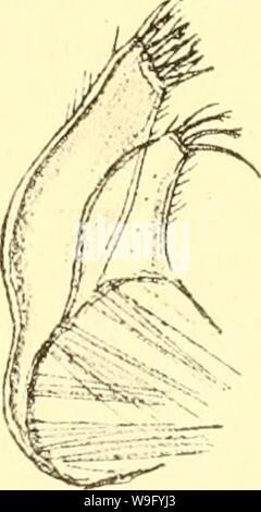Immagine di archivio da pagina 84 del Cumacea (Sympoda) (1913)