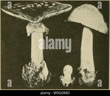 Immagine di archivio da pagina 87 dei funghi coltivati (1913) Foto Stock