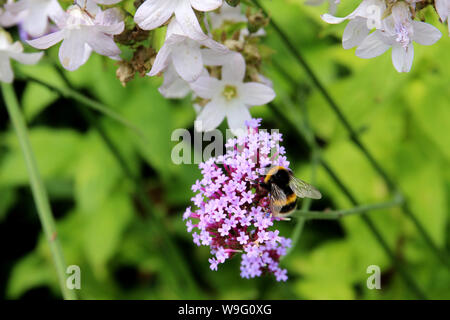 Un Buff Tailed Bumblebee raccogliendo il nettare e il polline di un cluster di Verbena Bonariensis fiori. Questa specie di ape è il più grande nel Regno Unito Foto Stock