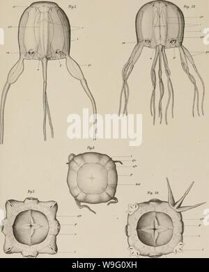 Immagine di archivio da pagina 88 del Cubomedusae (1898) Foto Stock