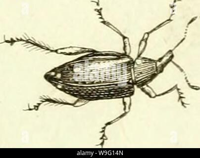 Immagine di archivio da pagina 90 del [Curculionidae] (1800) Foto Stock