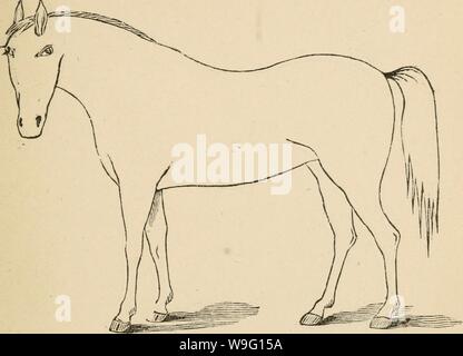 Immagine di archivio da pagina 90 del Cunningham il dispositivo per stockmen e. Cunningham il dispositivo per stockmen e gli agricoltori cunninghamsdevic00cunn Anno: 1882 ( descrizione del marchio difetti Foto Stock