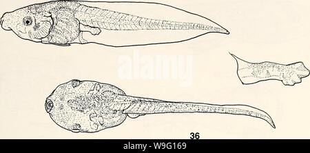 Archivio immagine dalla pagina 90 della corrente herpetology (2000) Foto Stock