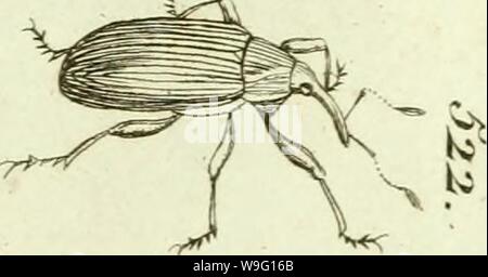 Immagine di archivio da pagina 90 del [Curculionidae] (1800) Foto Stock