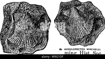 Immagine di archivio da pagina 92 di un dizionario dei fossili Foto Stock